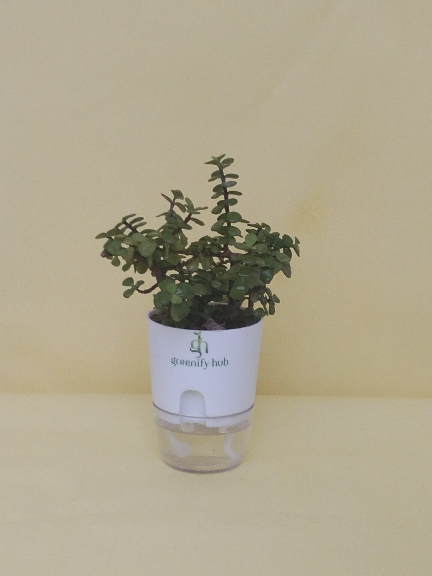 Jade Plant With Self Watering Pot: Lucky Plant