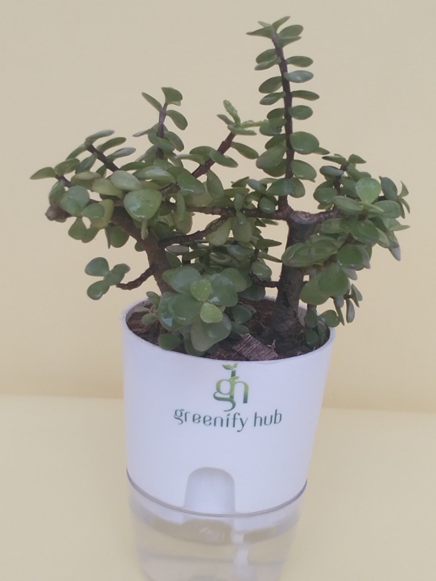 Jade Plant With Self Watering Pot: Lucky Plant
