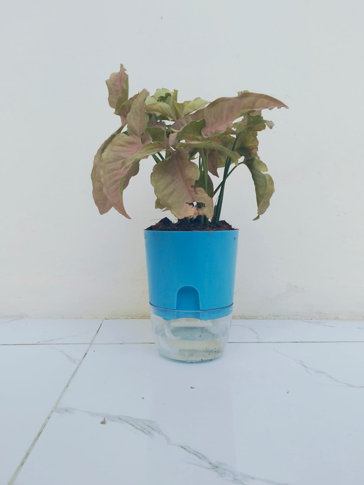 Syngonium pink with self watering pot