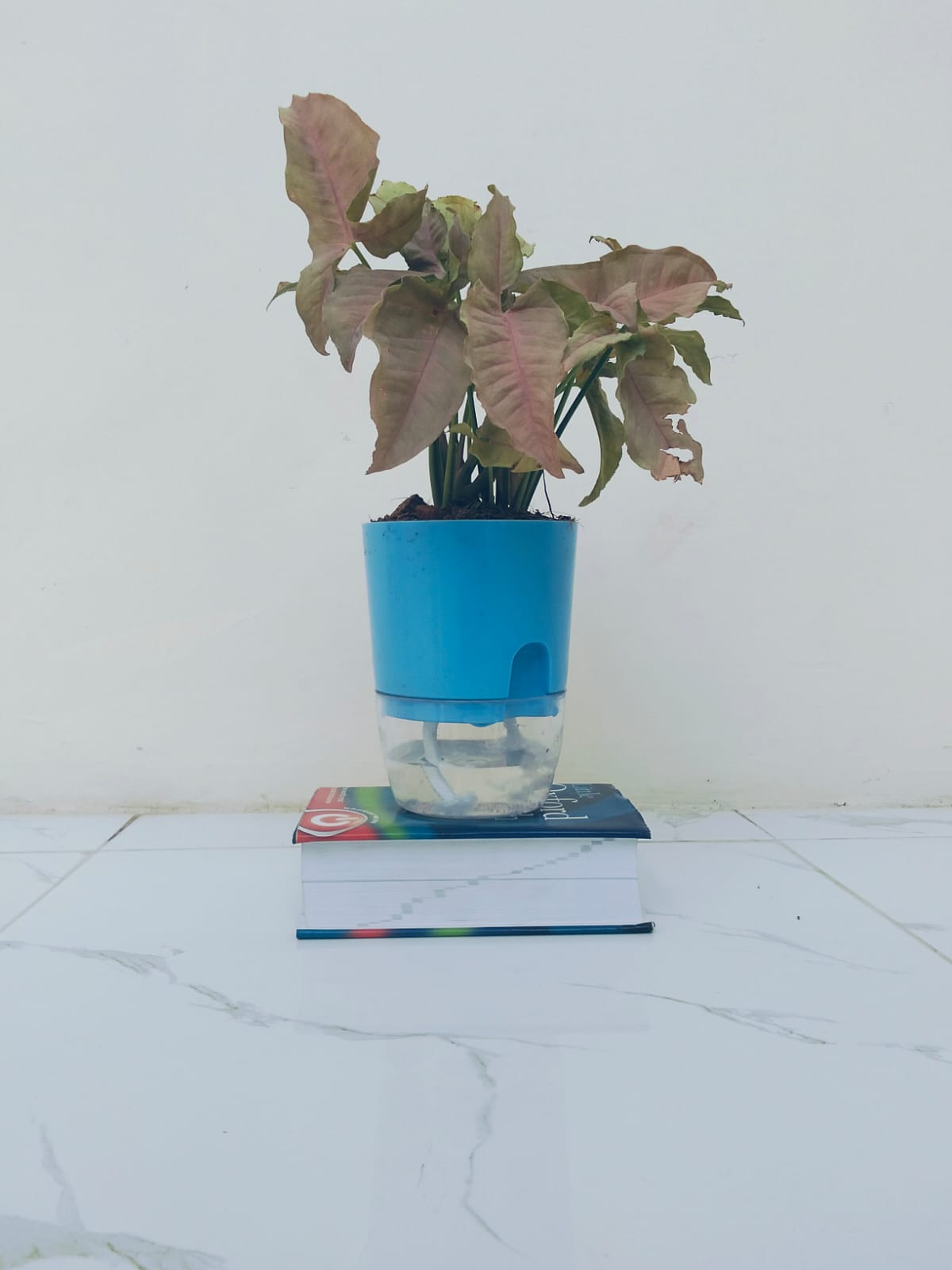 Syngonium pink with self watering pot