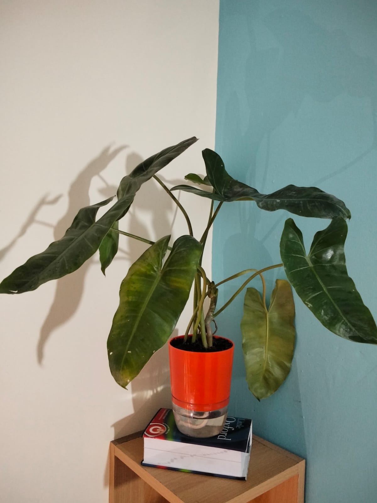 Philodendron Burle Marx with Self Watering Pot