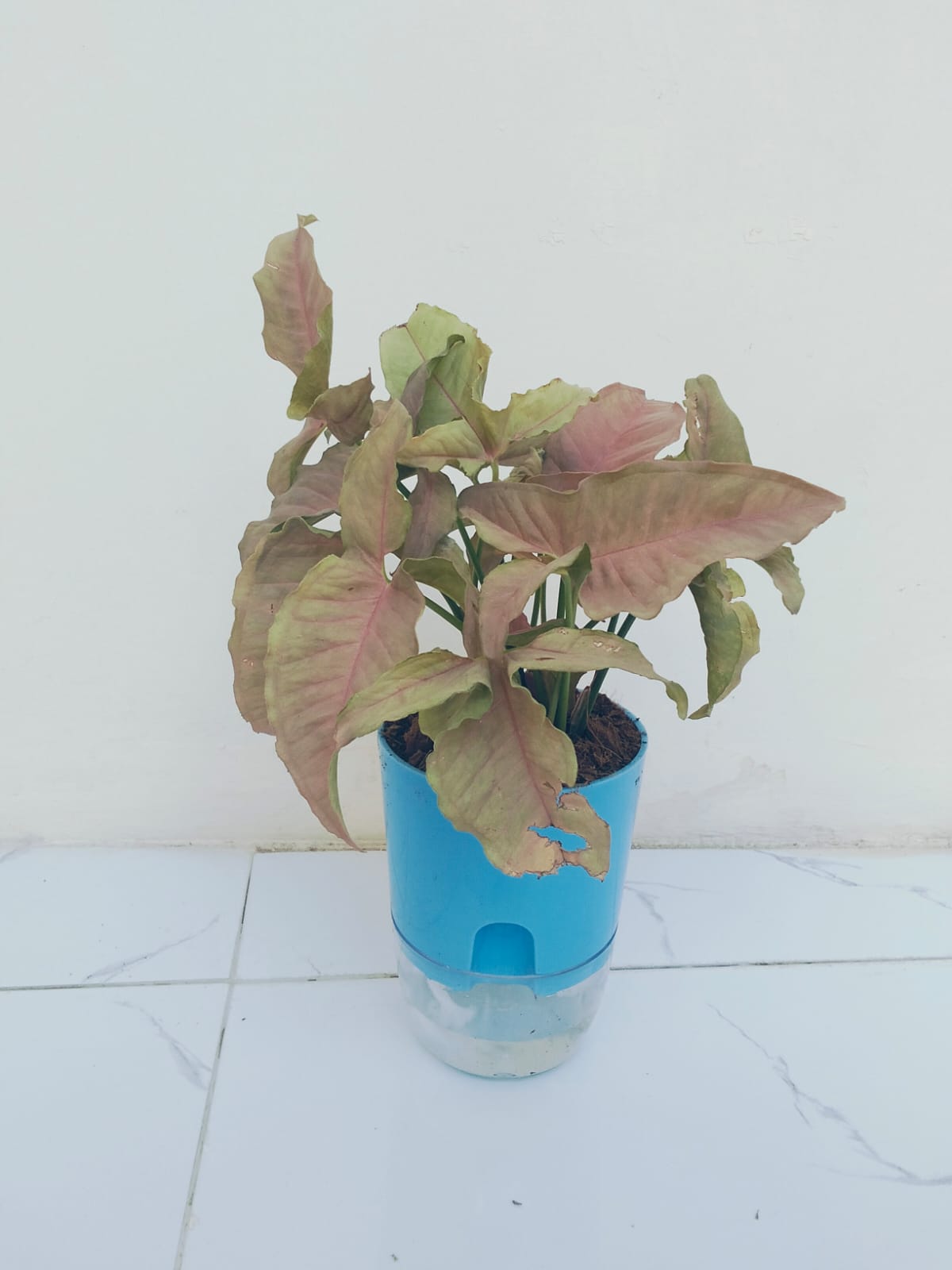 Syngonium pink with self watering pot