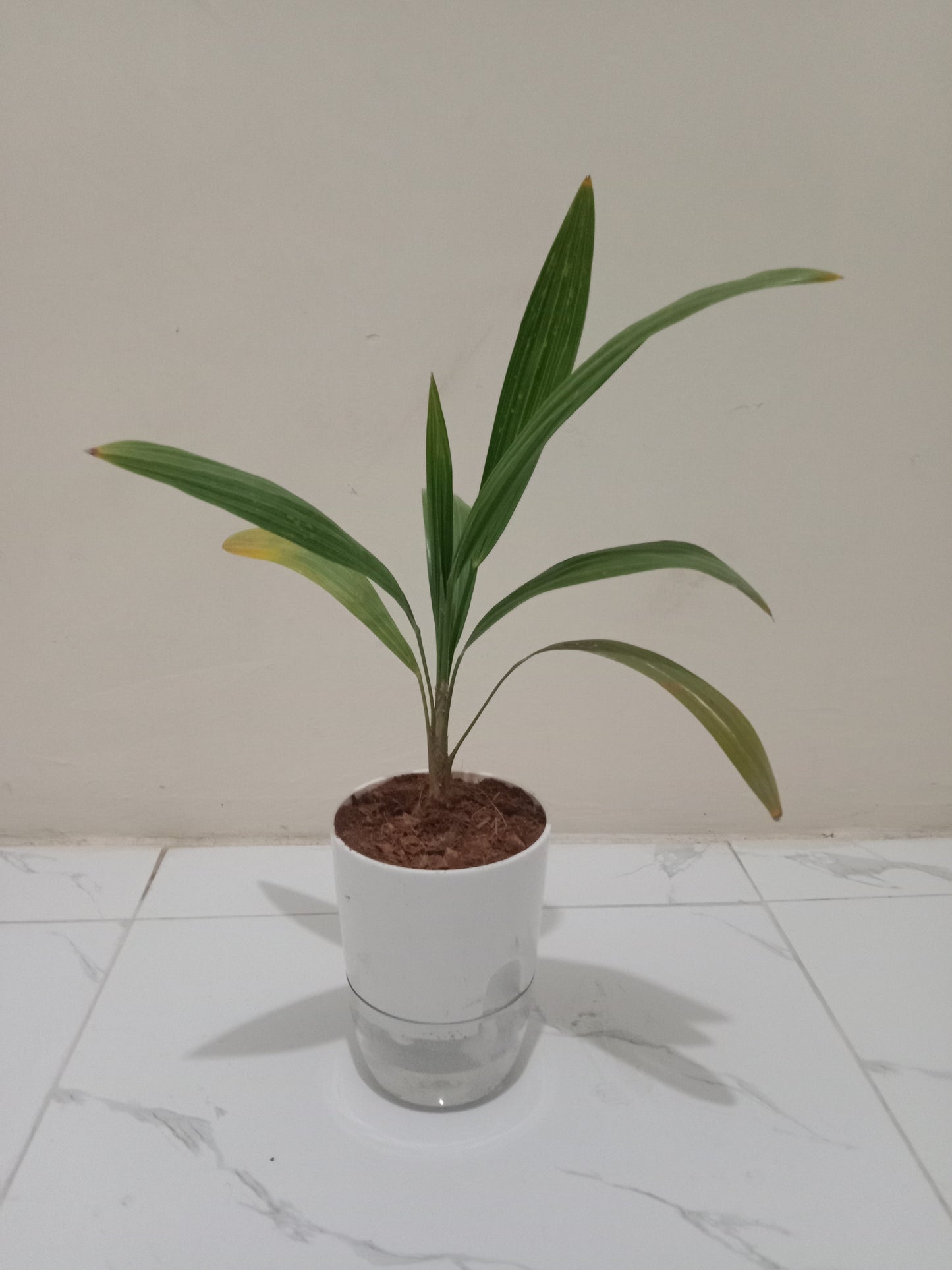 China Palm with Self Watering Pot