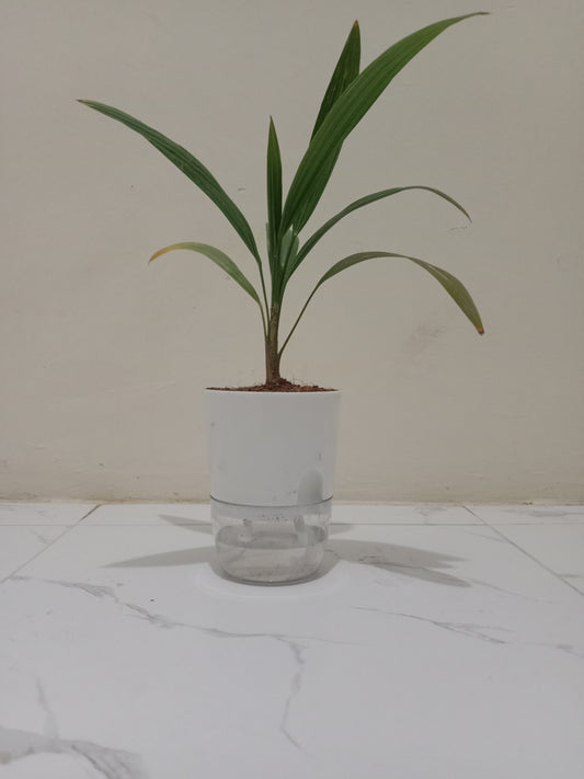 China Palm with Self Watering Pot