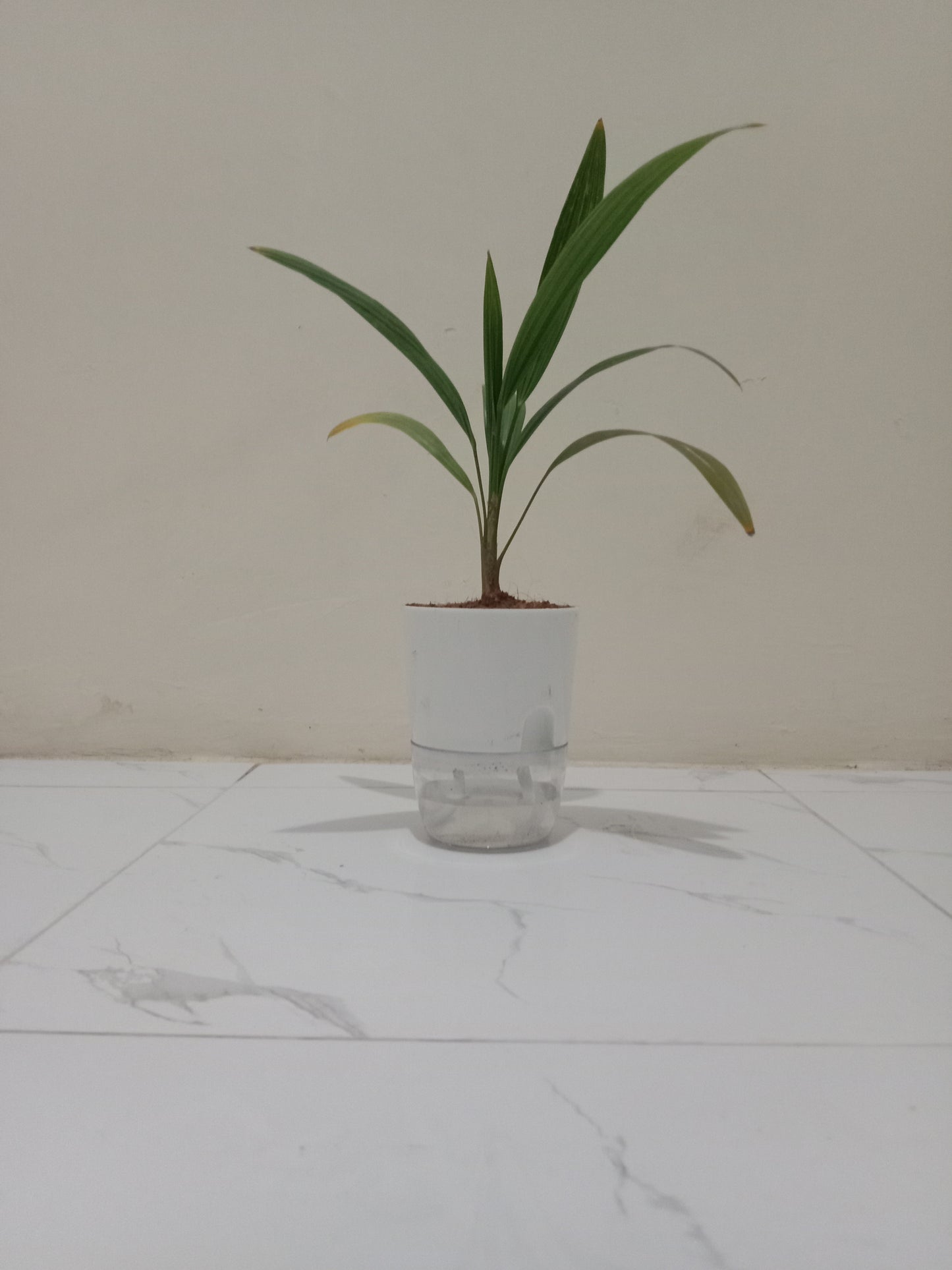 China Palm with Self Watering Pot