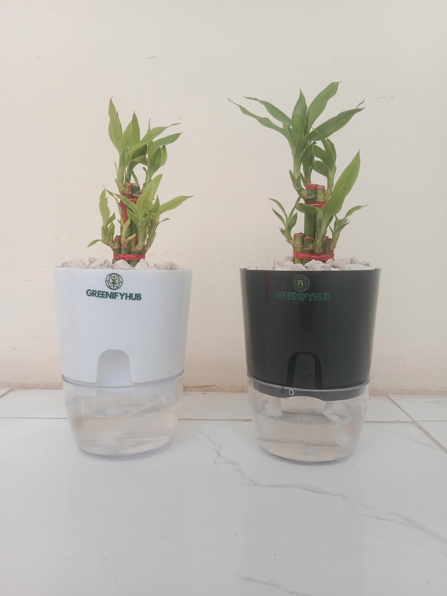 Bamboo 2 Layer Live Indoor Plant with Self Watering Pot